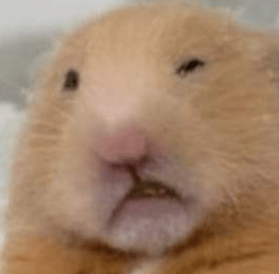 Pussy Whiffing Hamster